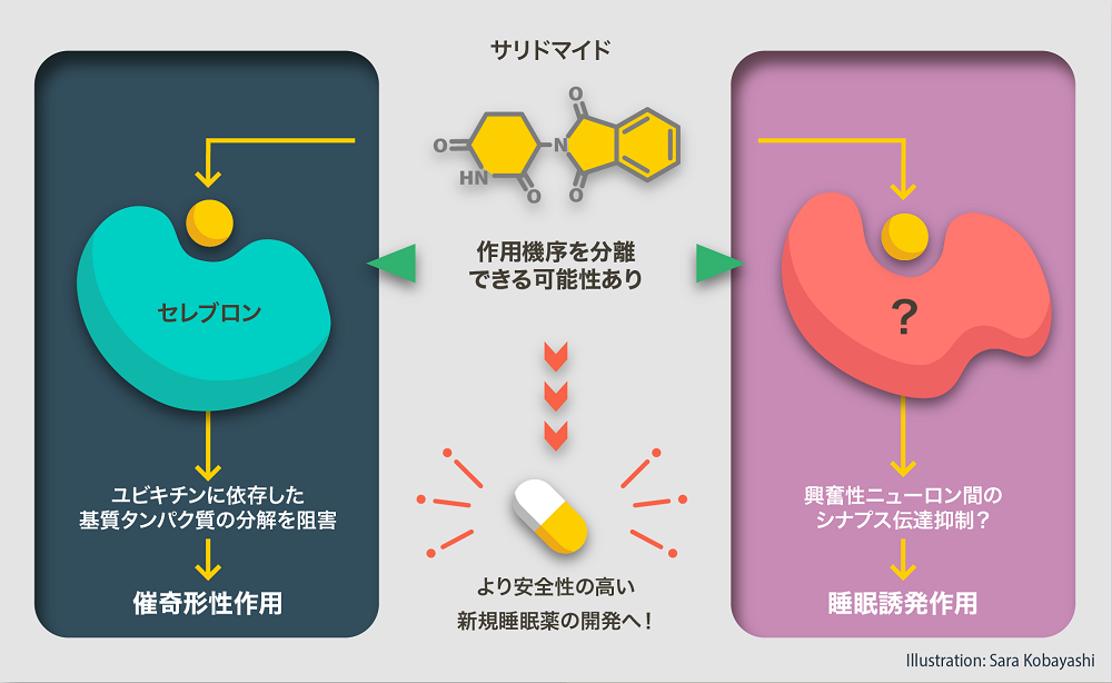 サリドマイドの催奇形性と催眠作用は独立した分子メカニズムを介する